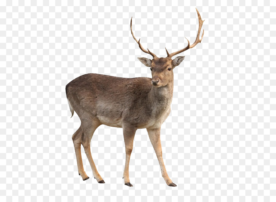 White-tailed deer Moose Capreolinae Clip art - deer png download - 650*650 - Free Transparent Whitetailed Deer png Download.