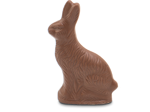 domestic rabbit
