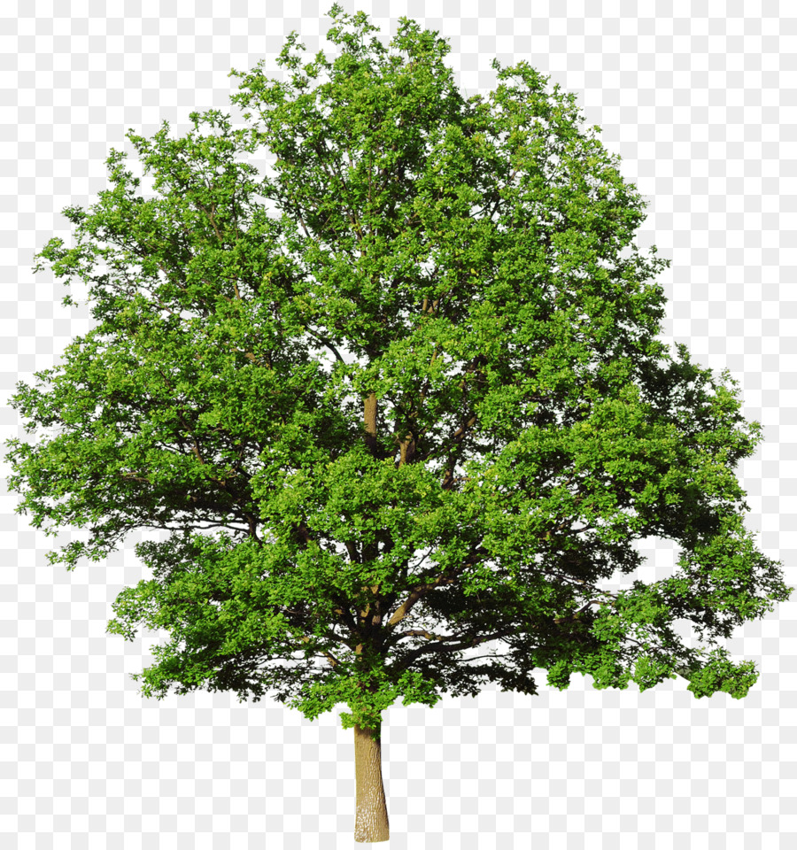 Free Bald Cypress Tree Silhouette, Download Free Bald Cypress Tree