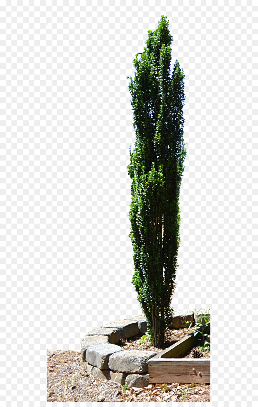 Spruce Mediterranean cypress Evergreen Tree Planter - tree png download - 569*1402 - Free Transparent Spruce png Download.