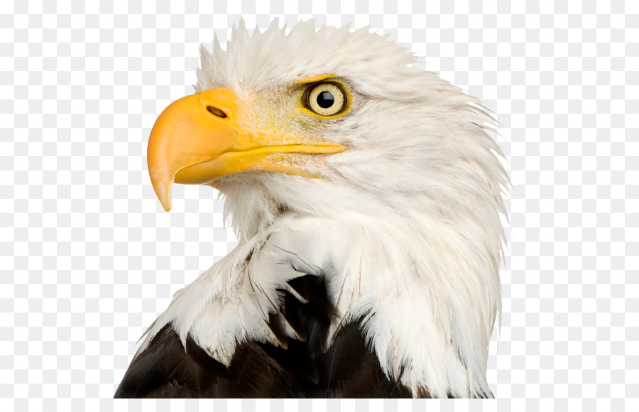 Bald Eagle - Eagle Head PNG File png download - 620*561 - Free Transparent Bald Eagle png Download.