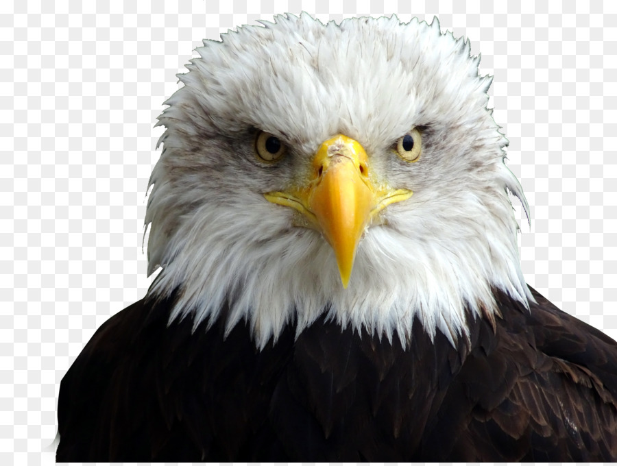 Bald Eagle White-tailed Eagle - Sign Eagle Head png download - 4896*3672 - Free Transparent Bald Eagle png Download.