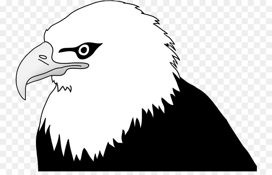 Bald Eagle Drawing Clip art - eagle png download - 800*568 - Free Transparent Bald Eagle png Download.