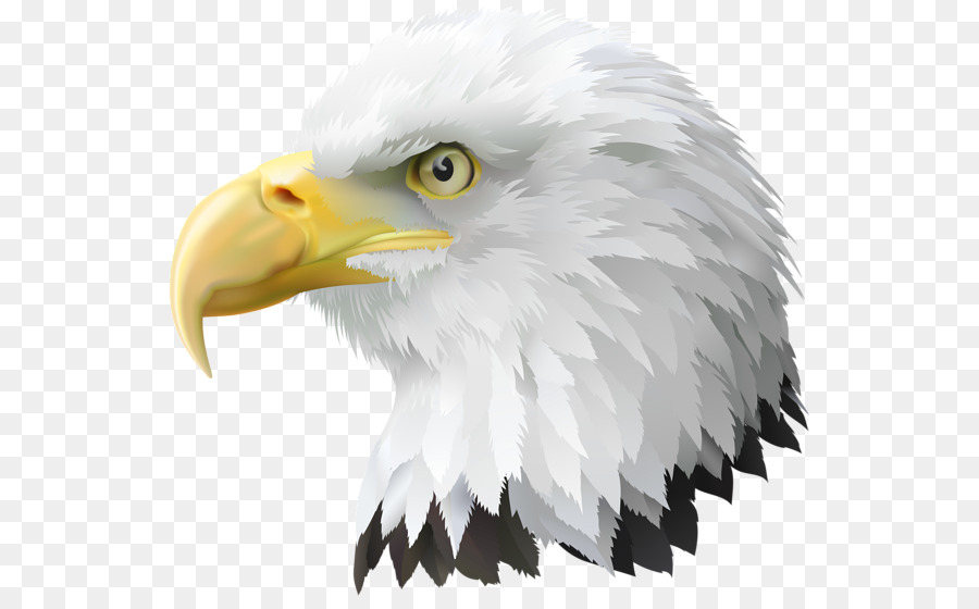 United States Bald Eagle Clip art - eagle png download - 600*553 - Free Transparent United States png Download.