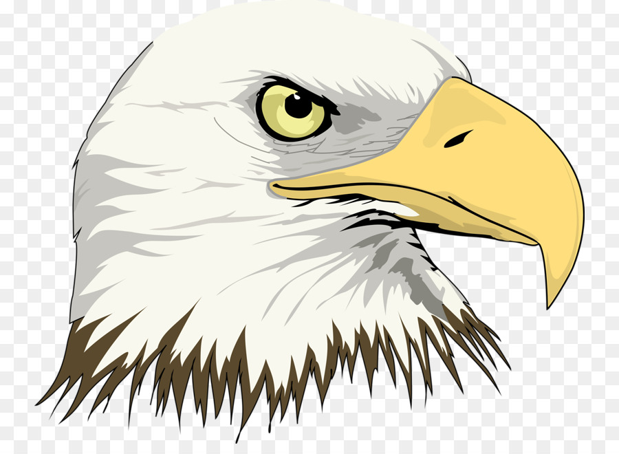Bald Eagle Drawing Clip art - Eagle Head png download - 800*645 - Free Transparent Bald Eagle png Download.
