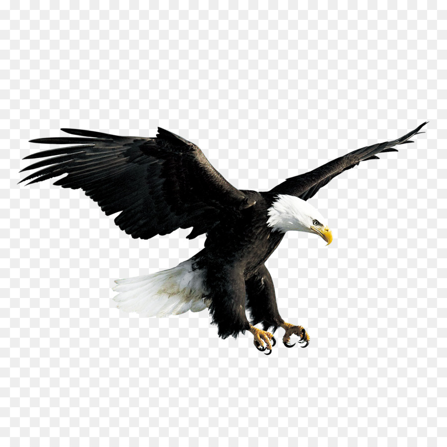 Bald Eagle Hawk Falconiformes - Flying eagle png download - 2500*2500 - Free Transparent Bald Eagle png Download.