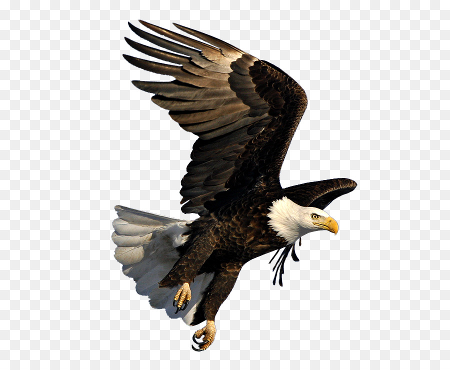 Bald eagle Image Dmanisi Art - eagle png download - 798*729 - Free Transparent Bald Eagle png Download.