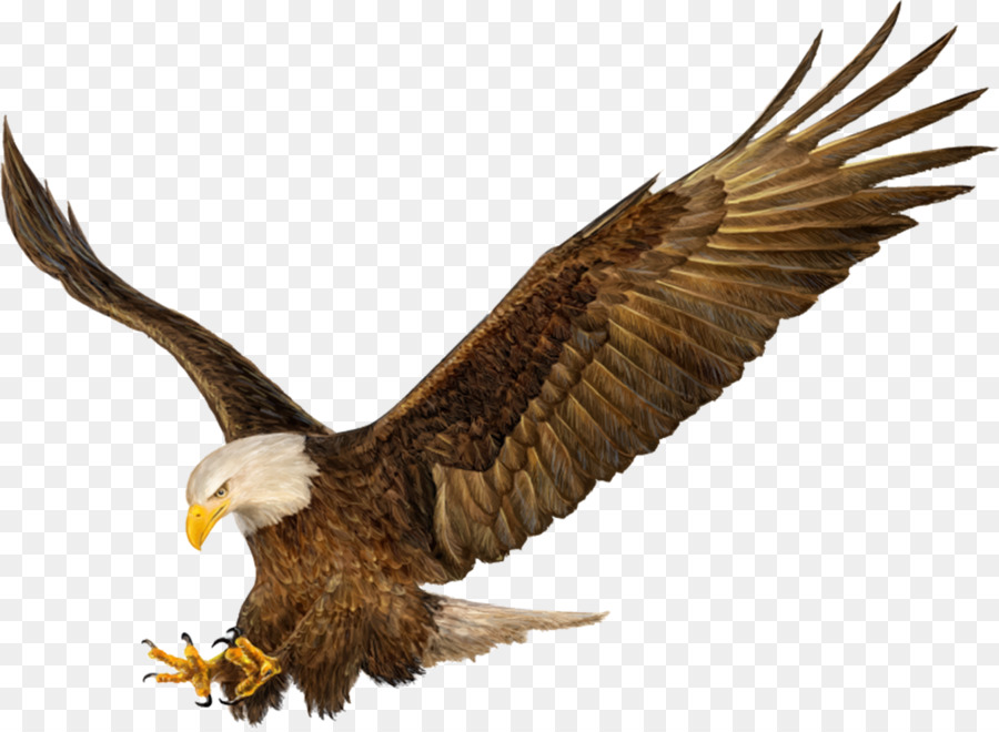 Bald Eagle Drawing Hands - painting png download - 1600*1170 - Free Transparent Bald Eagle png Download.