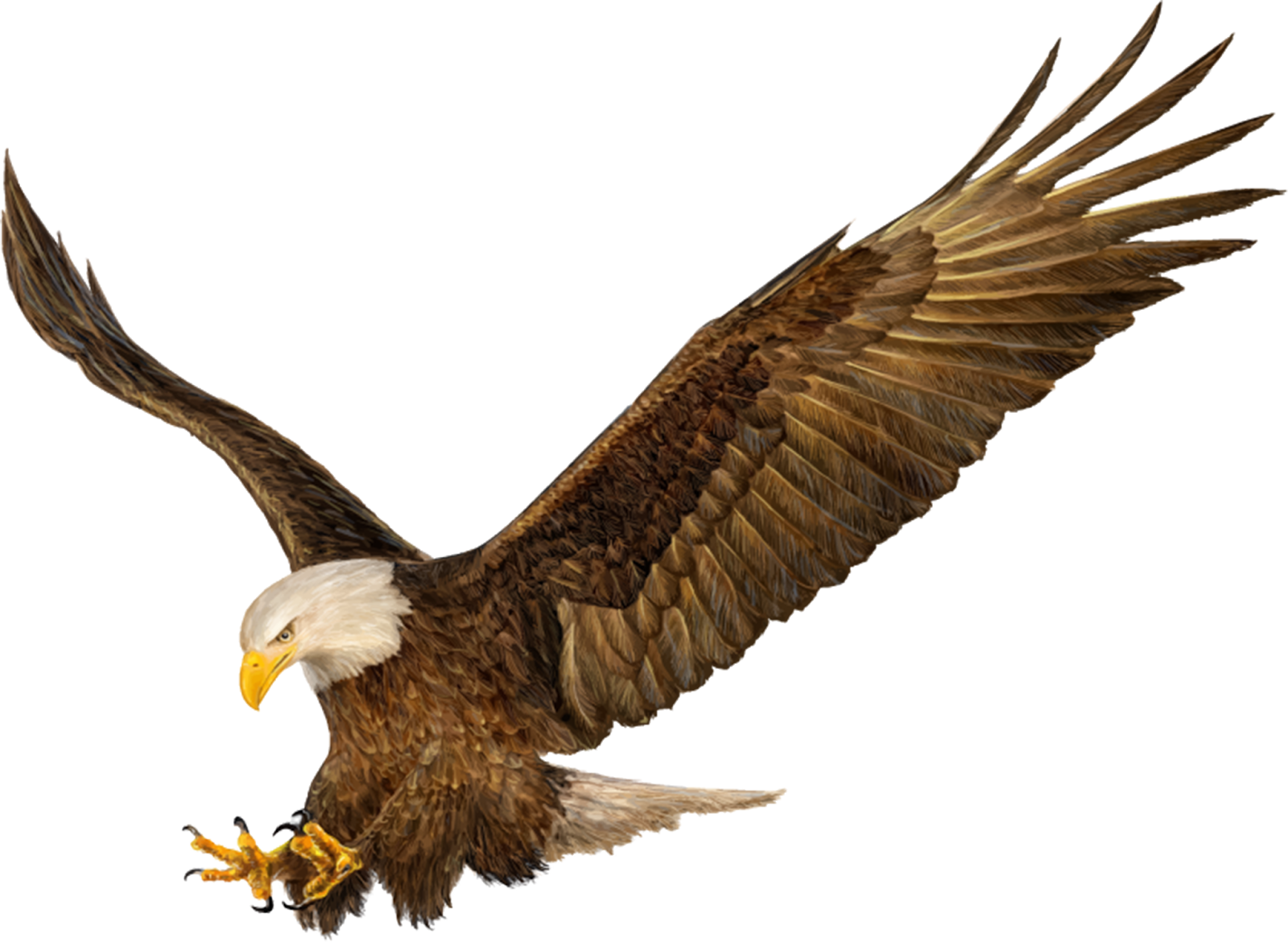 Bald Eagle Png Picture Png Mart Riset