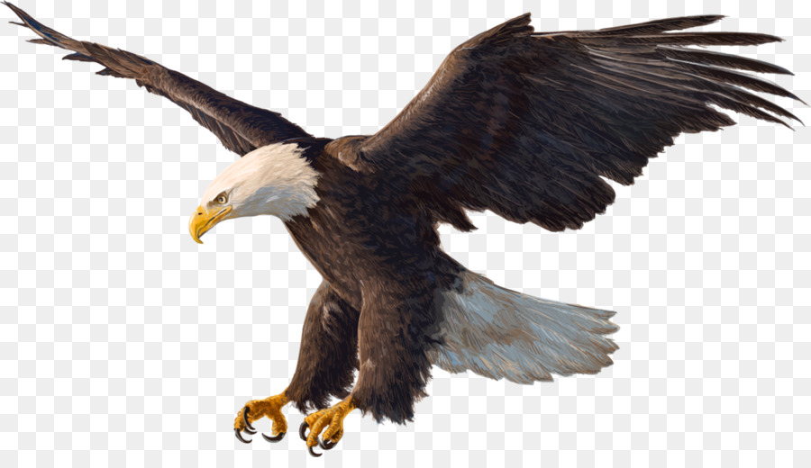 Bald Eagle Drawing - eagle png download - 1600*903 - Free Transparent Bald Eagle png Download.