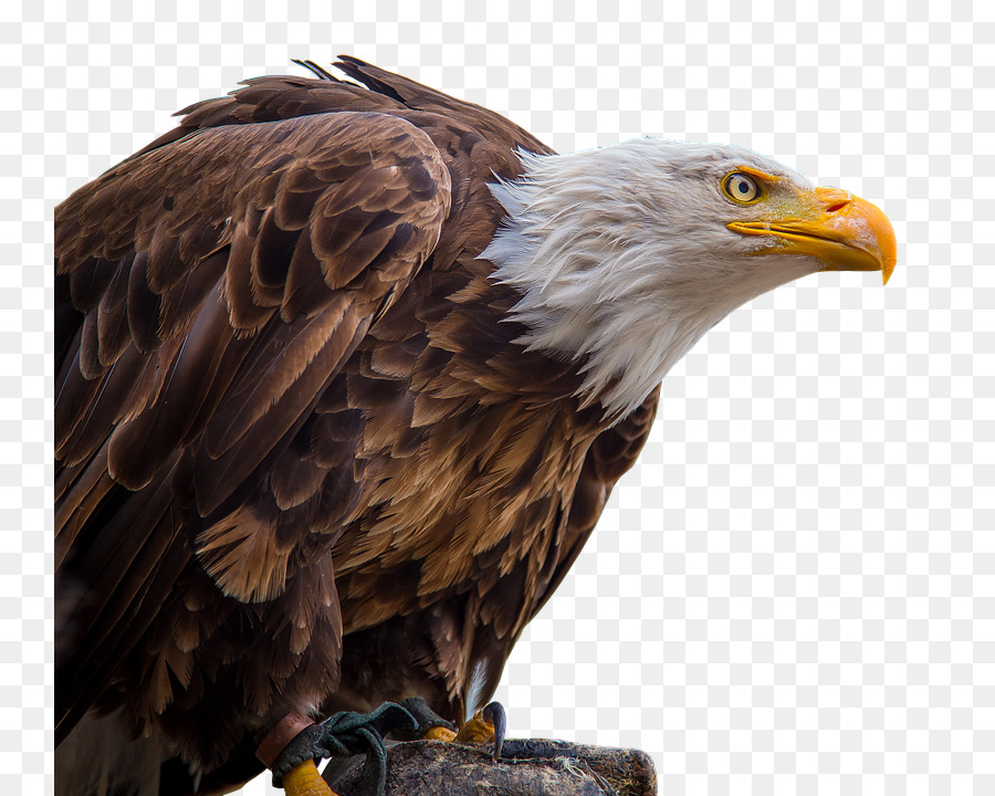 Bald Eagle Bird of prey White-tailed Eagle - Bird png download - 802*720 - Free Transparent Bald Eagle png Download.