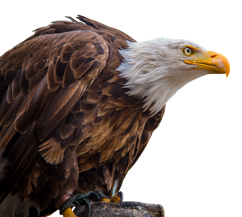 Bald Eagle Bird of prey White-tailed Eagle - Bird png download - 802*