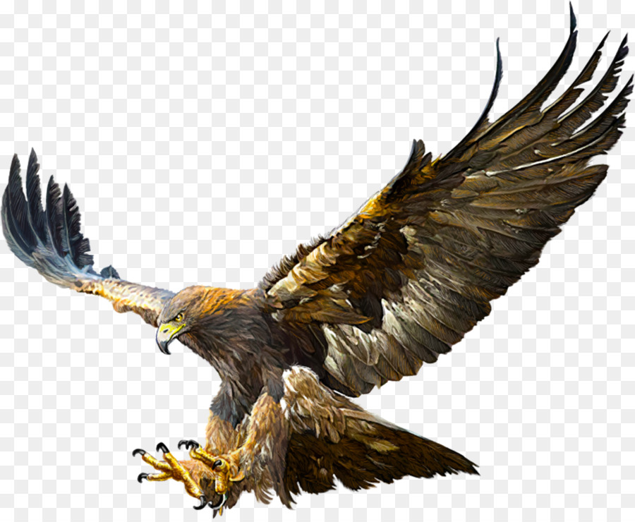 Bald Eagle Golden eagle Flight Drawing - eagle png download - 1600*1309 - Free Transparent Bald Eagle png Download.