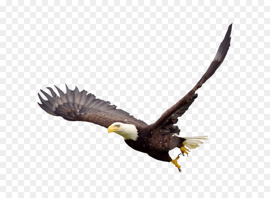 Bald Eagle Fauna Beak Wildlife - Bald Eagle Png Image png download - 1600*1600 - Free Transparent Bald Eagle png Download.