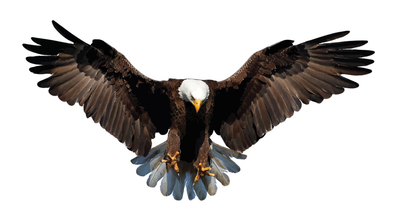 Bald Eagle Bird Stock photography Drawing - Bird png download - 1280*