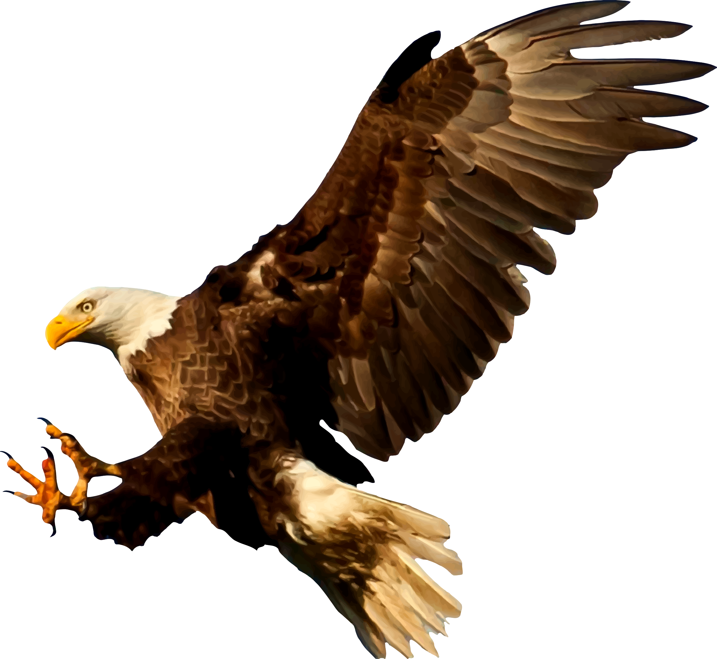 Bald Eagle Bird Silhouette American Eagle Png Download 24002208