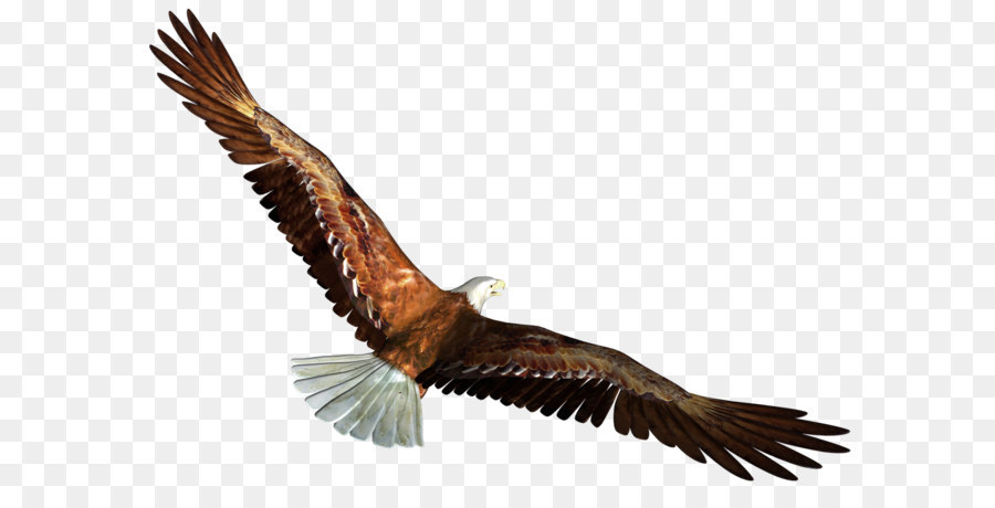 Download Clip art - Eagle in Flight Transparent PNG Picture png download - 1580*1085 - Free Transparent Bald Eagle png Download.