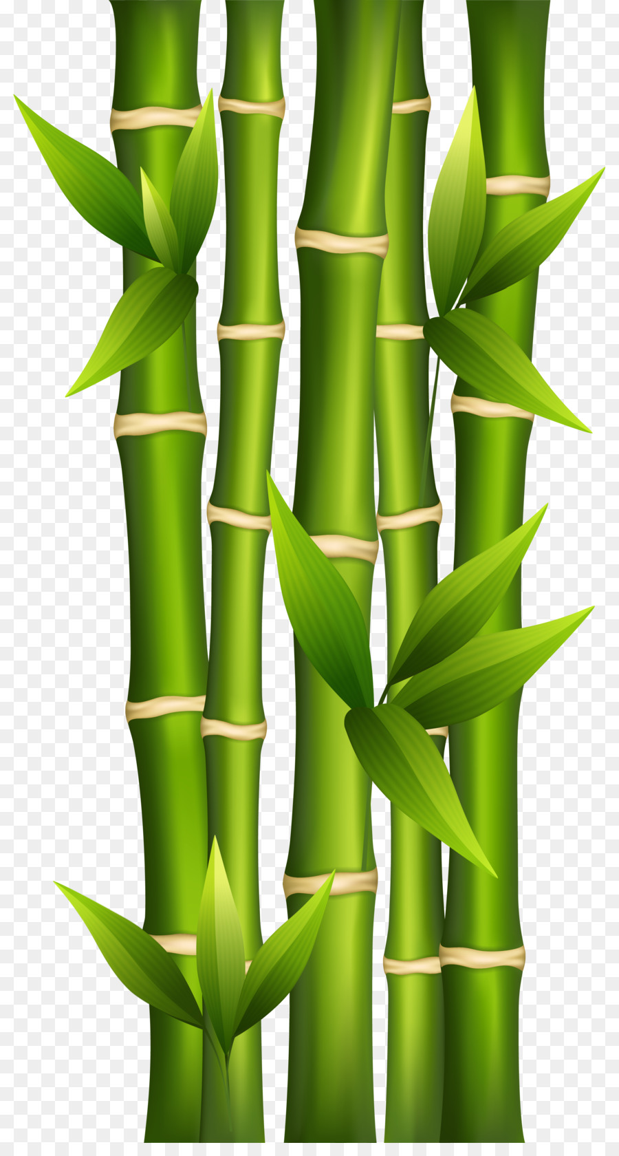 Bamboo shoot Plant stem Clip art - Bamboo Background Cliparts png download - 2787*5144 - Free Transparent Bamboo png Download.