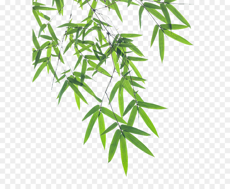 Bamboo Leaf Euclidean vector - Bamboo pictures png download - 646*722 - Free Transparent Bamboo png Download.