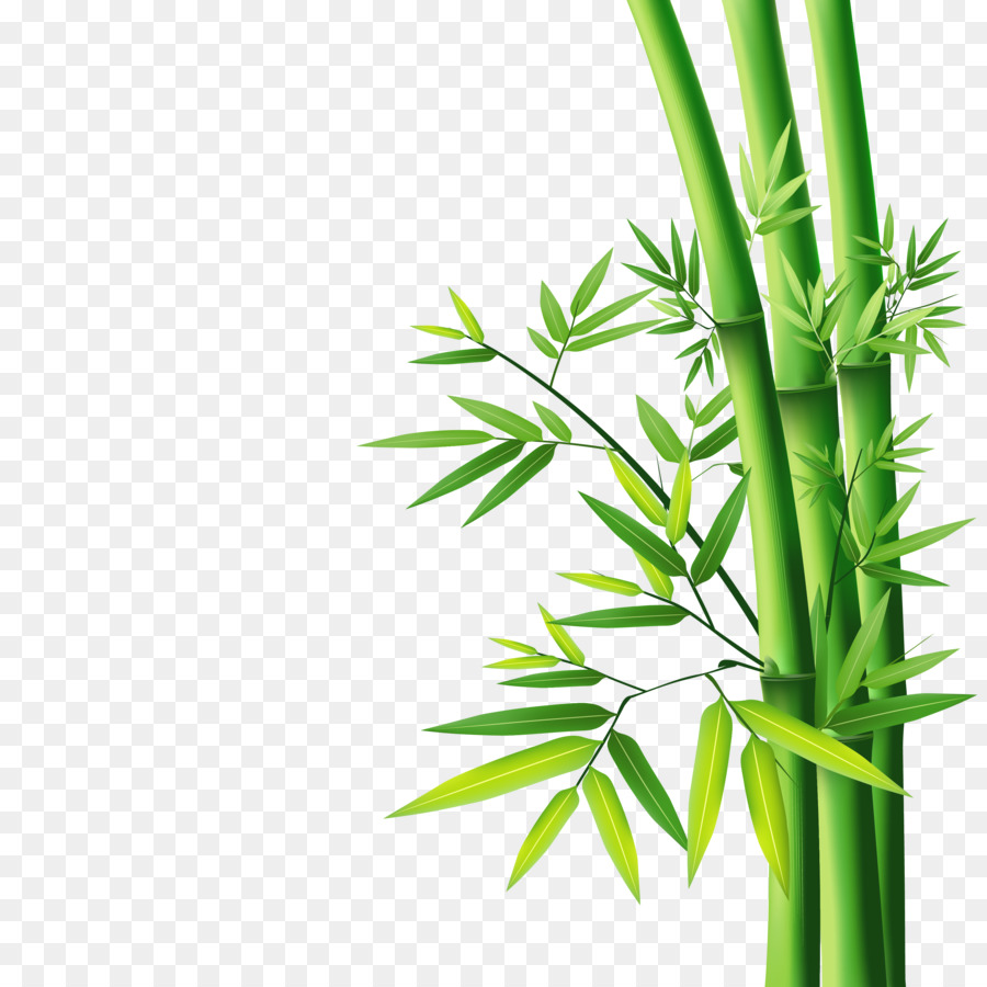 Bamboo Wallpaper - bamboo png download - 3307*3307 - Free Transparent Bamboo png Download.