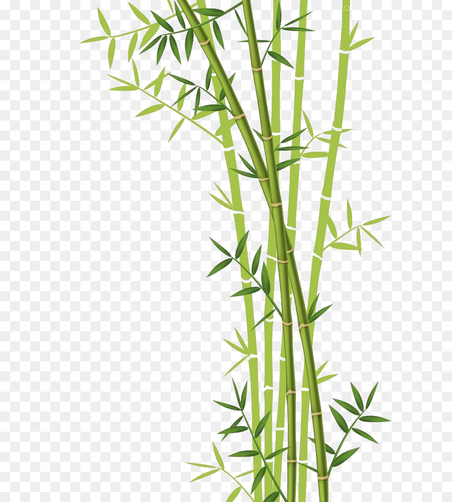 Bamboo Forest Euclidean vector Stock photography - Bamboo download png download - 661*1000 - Free Transparent Bamboo png Download.
