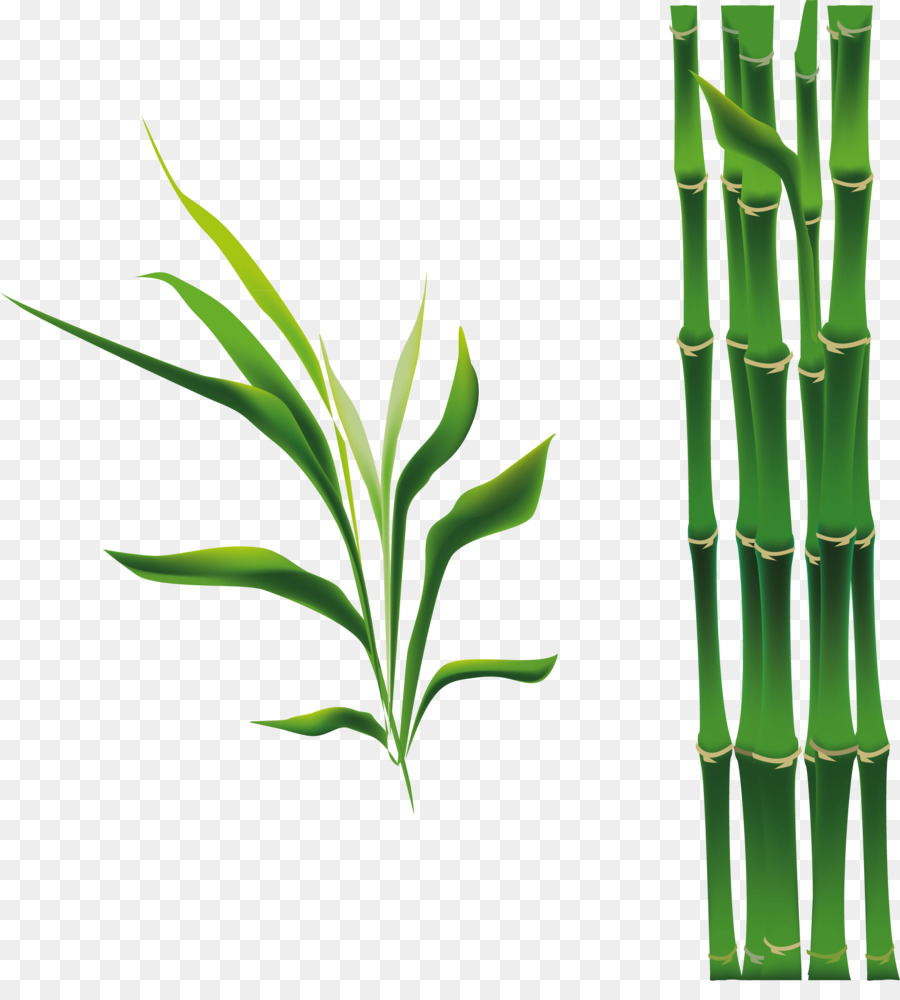 Bamboo Bamboe Drawing - Cartoon green bamboo png download - 2080*2268 - Free Transparent Bamboo png Download.