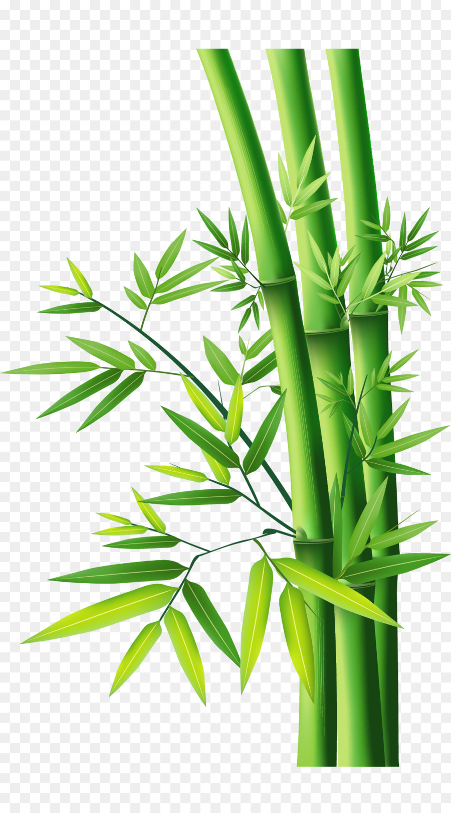 Bamboo - Bamboo Bamboo png download - 1040*1870 - Free Transparent Bamboo png Download.