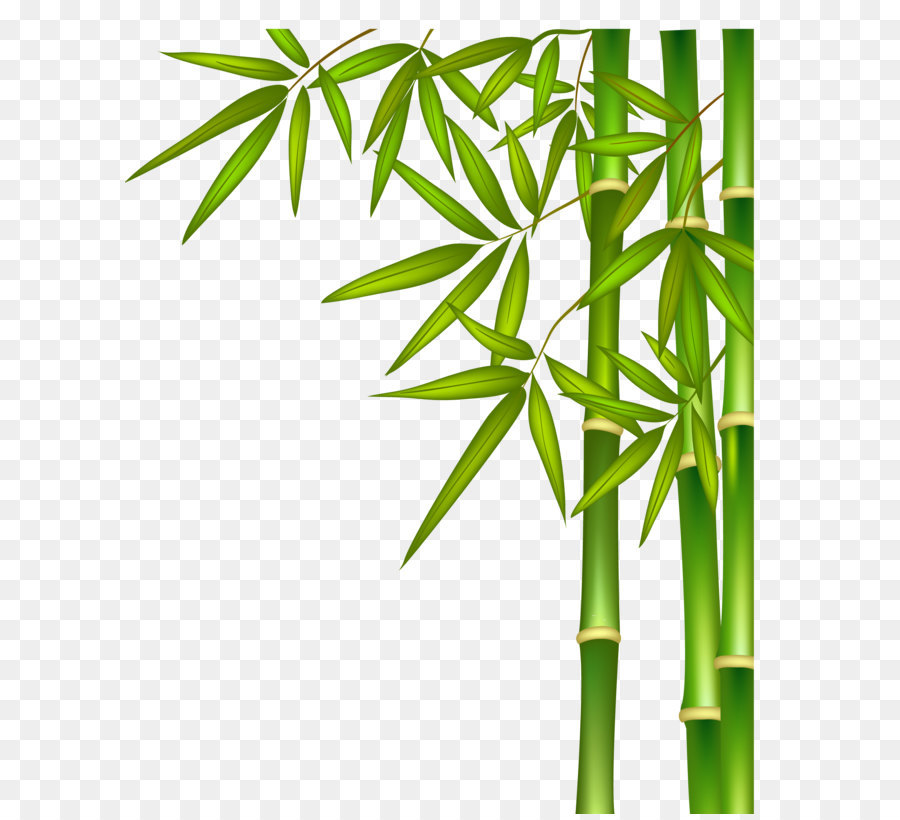 Green bamboo png download - 2053*2572 - Free Transparent Bamboo ai,png Download.