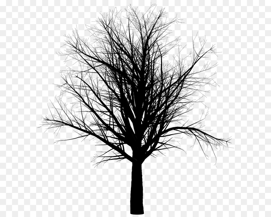 Branch Tree Trunk - tree png download - 720*720 - Free Transparent Branch png Download.
