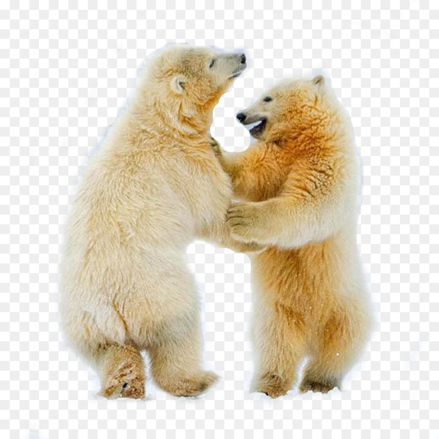 Polar Bear Cubs Arctic fox Dance - polar bear png download - 960*960 - Free Transparent Polar Bear png Download.