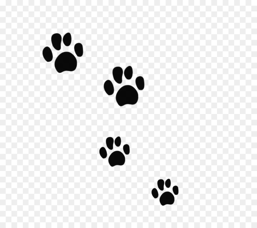 Cat Dog Tiger Bear Felidae - Black Bear Paw prints png download - 800*800 - Free Transparent  png Download.