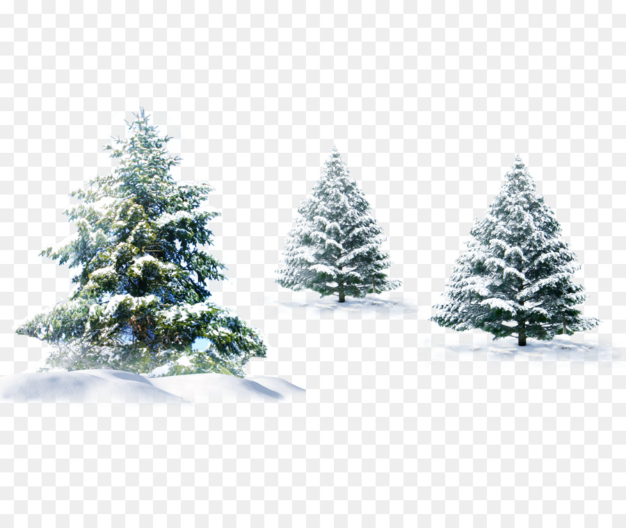 Polar bear Christmas tree Christmas tree - gift,package,Snow,winter,festival png download - 900*750 - Free Transparent Bear png Download.