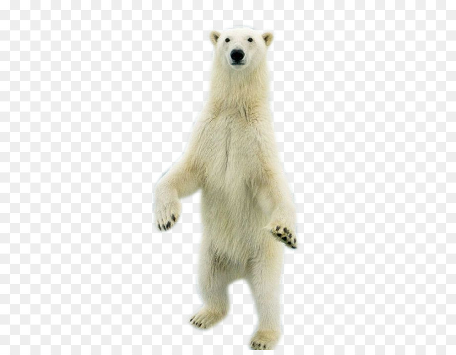 Polar bear - Standing Bear png download - 466*690 - Free Transparent  png Download.
