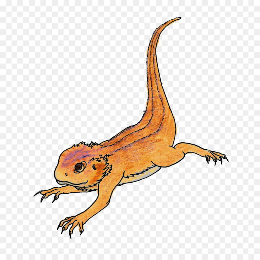 Rankins dragon Cartoon Lizard Drawing Illustration - Bearded Dragon PNG Pic png download - 894*894 - Free Transparent Bearded Collie png Download.