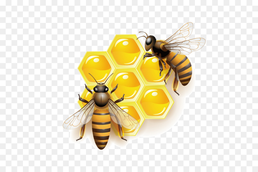 Honey bee Clip art - Vector Bee png download - 842*596 - Free Transparent Bee png Download.