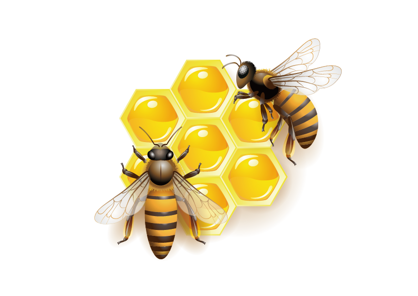 Honey bee Clip art - Vector Bee png download - 842*596 - Free