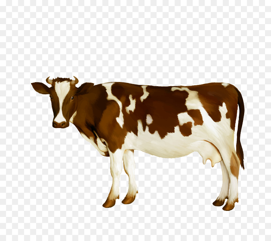 Dairy cattle Milk Calf - Watercolor Cow vector png download - 800*800 - Free Transparent Simmental Cattle png Download.
