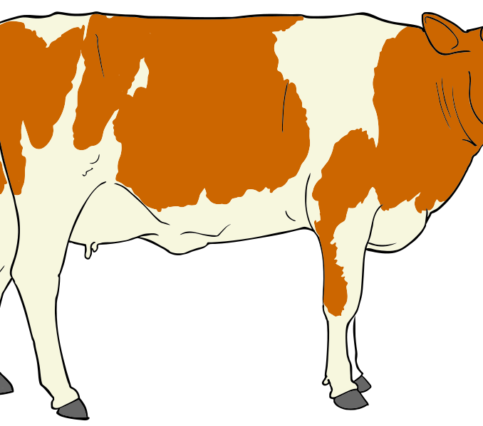 beef cow vector