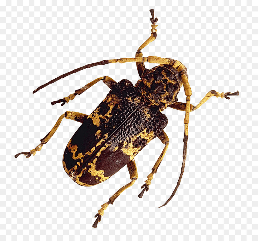 Beetle Portable Network Graphics Transparency True bugs Image - beetle png download - 850*838 - Free Transparent Beetle png Download.