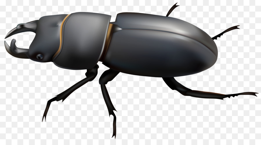 Dung beetle Stag beetle Clip art - rhino png download - 8000*4339 - Free Transparent Beetle png Download.