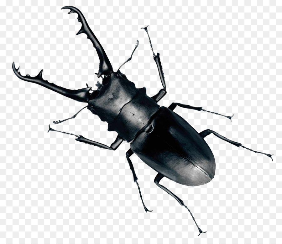 Beetle Clip art - Beetle Bug png download - 1290*1110 - Free Transparent Beetle png Download.