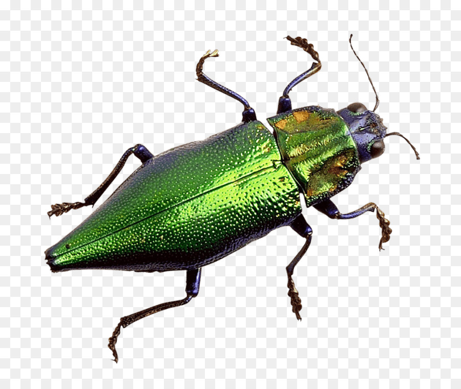 Scarabs Leaf beetles Portable Network Graphics Image - beetle png download - 850*753 - Free Transparent Scarabs png Download.