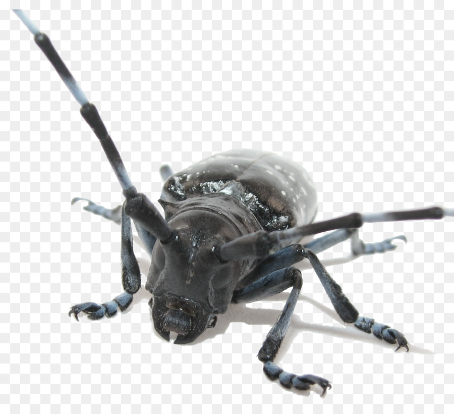 Longhorn beetle Asian long-horned beetle Pest Monochamus scutellatus - beetle png download - 1508*1343 - Free Transparent Beetle png Download.