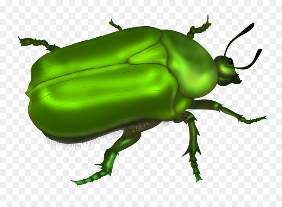 Beetle Clip art - bug PNG image png download - 1697*2400 - Free Transparent...