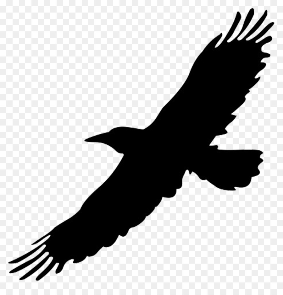 Big Bird Flight Crows Clip art - Big Bird Cliparts png download - 1019*1042 - Free Transparent Big Bird png Download.