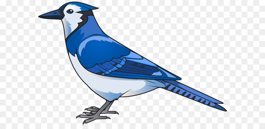 Eastern bluebird Clip art - Blue Bird Transparent PNG Clip Art Image png download - 8000*5325 - Free Transparent Bird png Download.