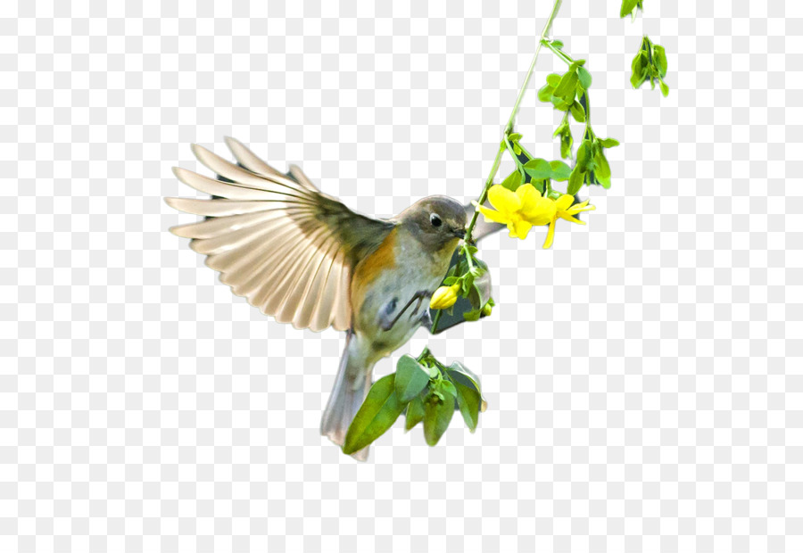 Bird Flight Beak - Beautiful birds flying png download - 1300*867 - Free Transparent Bird png Download.