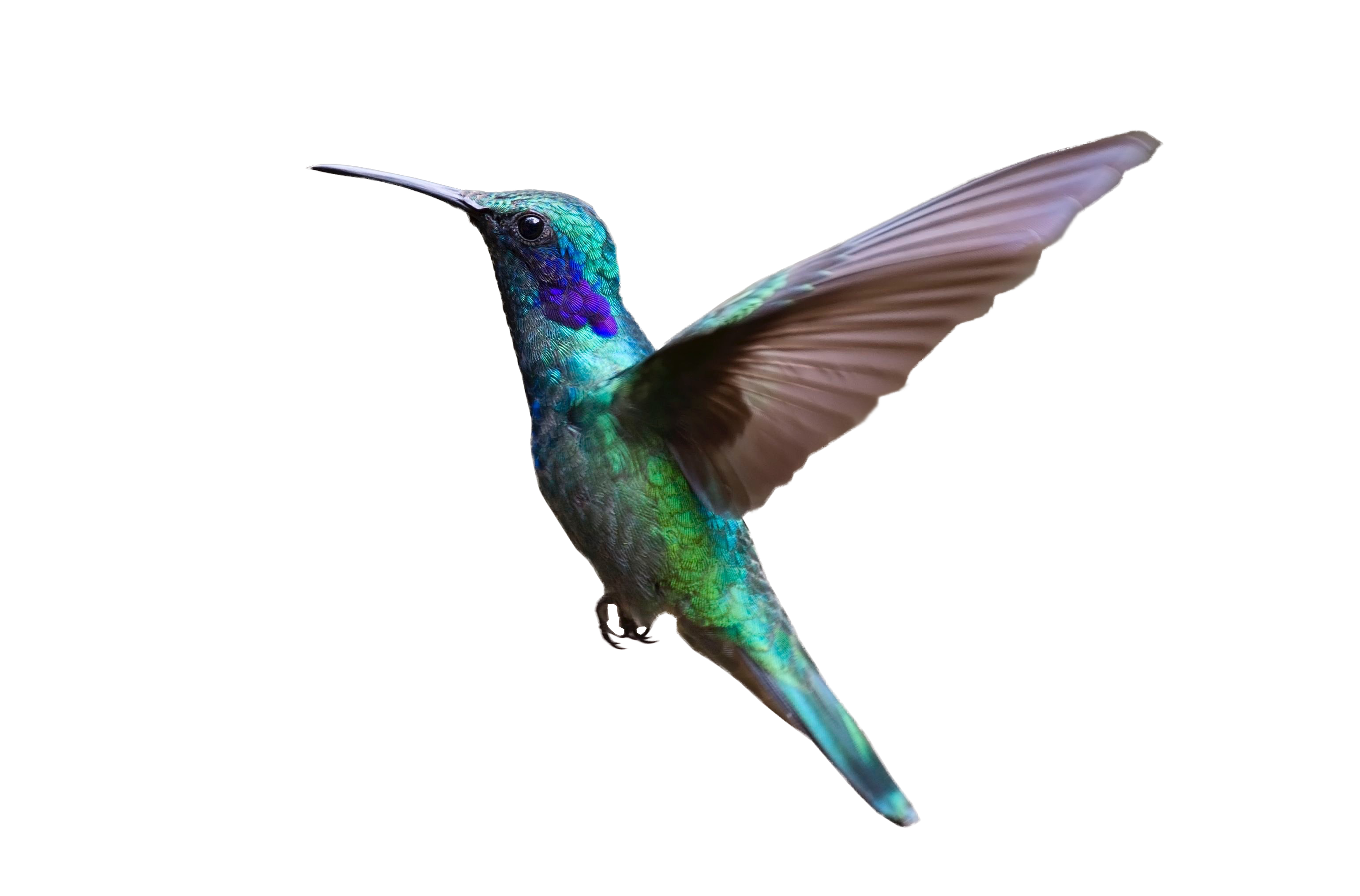 Hummingbird Bird Flight Clip Art Bird Png Download 30822031 Free