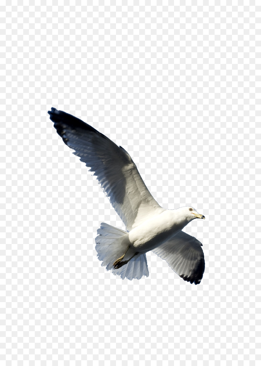 Gulls Bird Flight Goose Wing - Flying bird png download - 918*1275 - Free Transparent Gulls png Download.