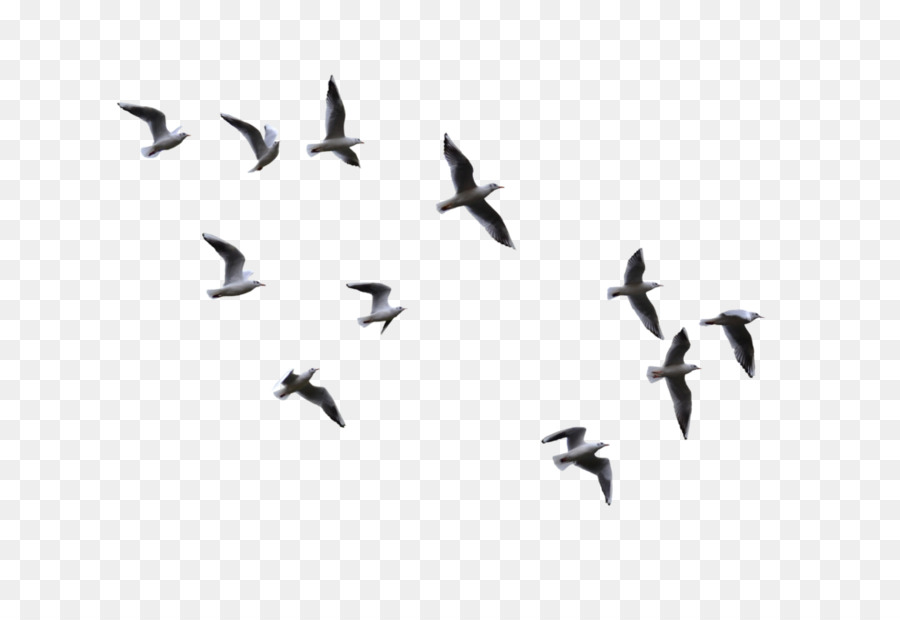 Bird Flight Gulls - flying bird png download - 1024*683 - Free Transparent Bird png Download.
